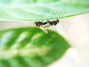 Close-up of insect on leaf