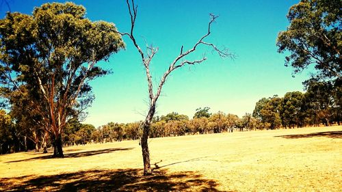 Trees on field against clear blue sky