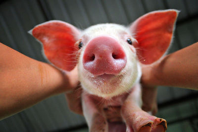 Cropped image of person holding pig against roof