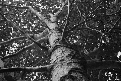 Low angle view of a tree