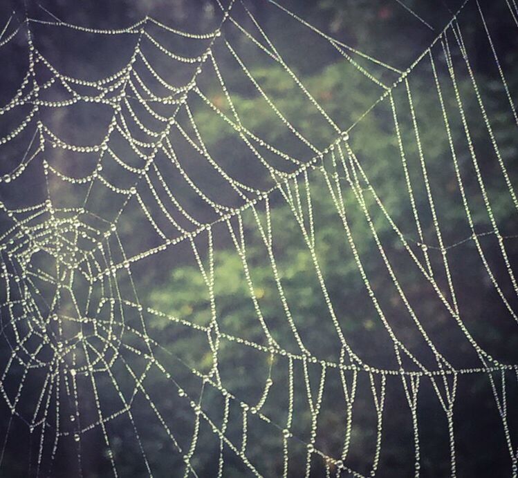 CLOSE-UP OF WET SPIDER WEB ON PLANT