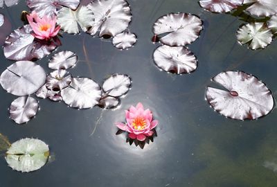 High angle view of lotus water lily in lake