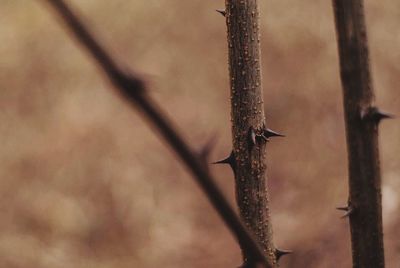 Close-up of bird