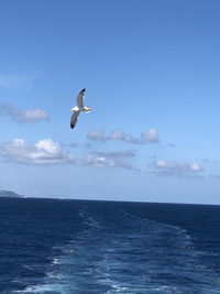 Seagull flying over sea against sky