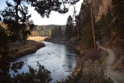 Scenic view of river amidst trees in forest against sky