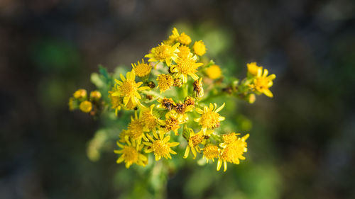 Close-up of yellow flowers