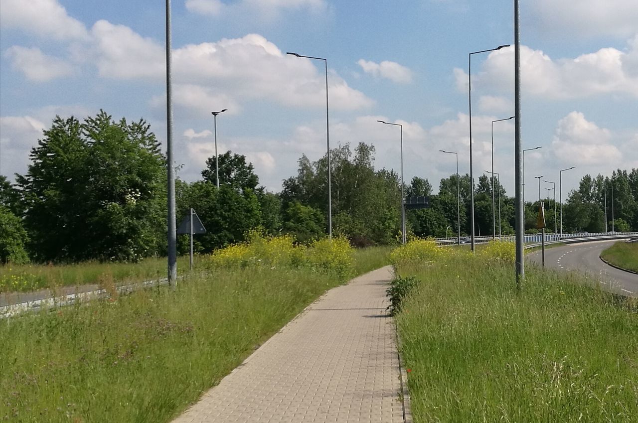 plant, tree, sky, cloud - sky, grass, nature, transportation, growth, road, the way forward, green color, day, direction, no people, outdoors, field, land, footpath, empty, landscape, diminishing perspective