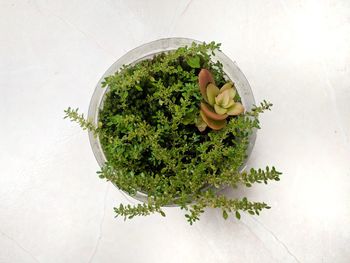 High angle view of chopped vegetables on table