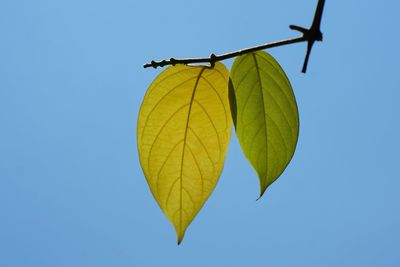 Low angle view of yellow leaf against blue sky