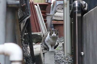 Portrait of cat looking up while sitting on metal