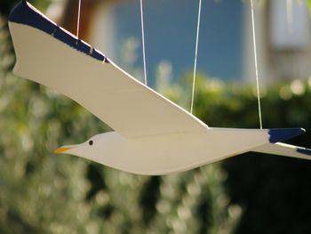 Close-up of plant against blurred background