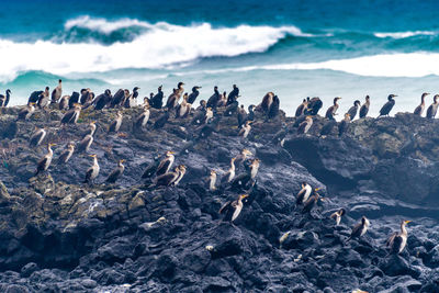 Flock of birds perching on rock