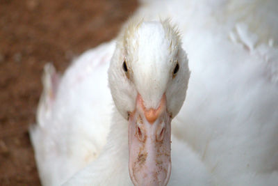 Close-up of white swan