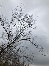 Low angle view of bare tree against sky