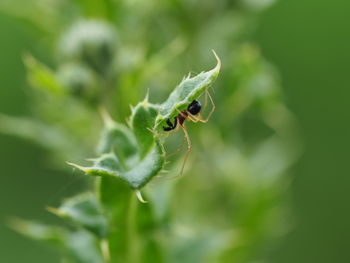 Close-up of spyder on leaf