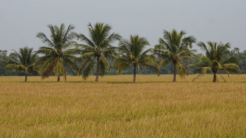 Scenic view of palm trees on field against sky