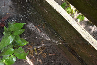 High angle view of spider web on wood