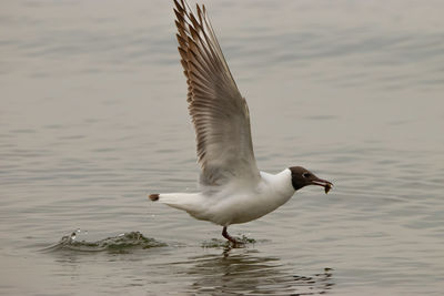 Seagull has hunted a fish at the lake of constance in altenrhein in switzerland 28.4.2021