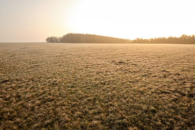 Scenic view of field against clear sky during sunset