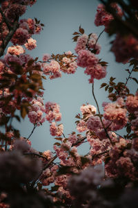 Low angle view of cherry blossoms in spring