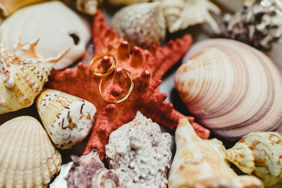 Full frame shot of seashells