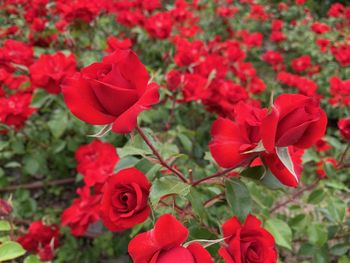 Close-up of red roses