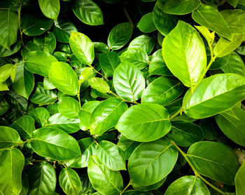 Full frame shot of green leaves