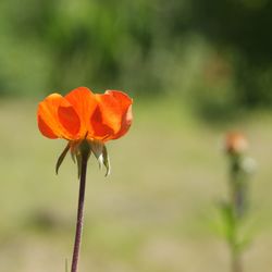 Close-up of orange poppy blooming against blue sky