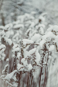 Close-up of snow covered land