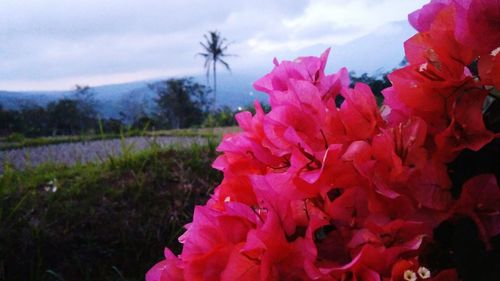 Close-up of fresh pink flowers blooming against sky