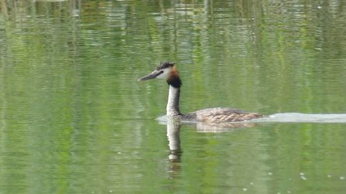 Duck swimming in a lake