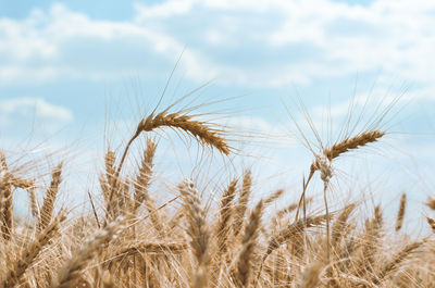 Close-up of wheat growing on field against sky