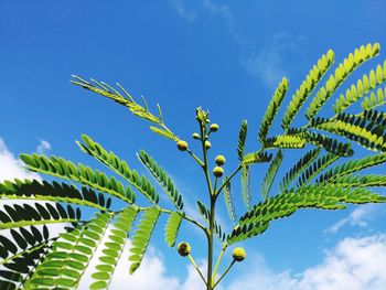 Low angle view of plant leaves against blue sky