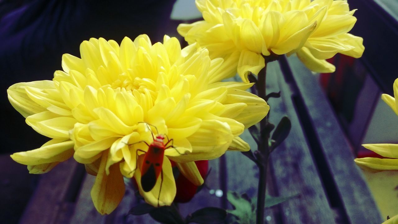 flower, petal, yellow, flower head, beauty in nature, fragility, nature, freshness, no people, close-up, daffodil, plant, blooming, growth, outdoors, day