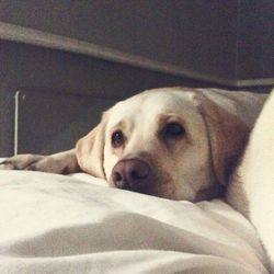 Close-up of dog resting