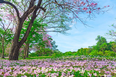 Pink flowering plants and trees in park