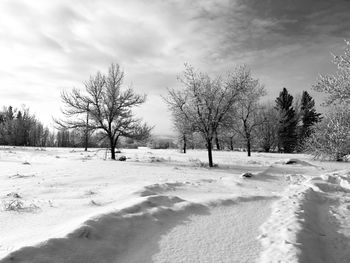 Trees on snow covered field against sky