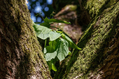 Close-up of moss growing on tree trunk