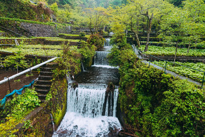 Stream flowing amidst trees in forest