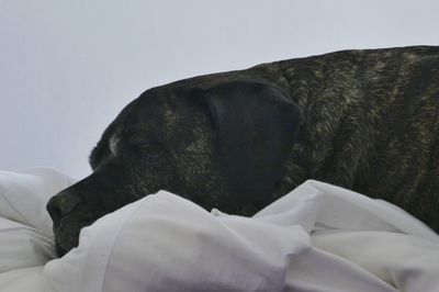Dog sleeping on bed