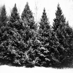 Low angle view of snow covered trees