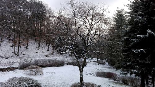 Bare trees in forest during winter