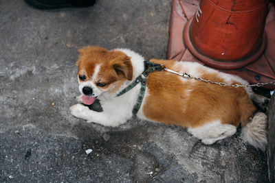 Low section of man with dog