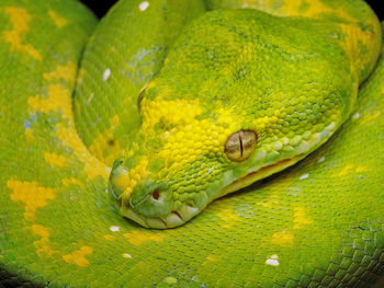 Close-up of lizard on leaf