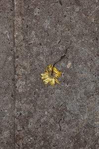 High angle view of insect on yellow flower