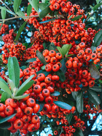 Close-up of red berries growing on plant