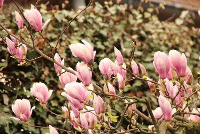 Close-up of pink flowering plants