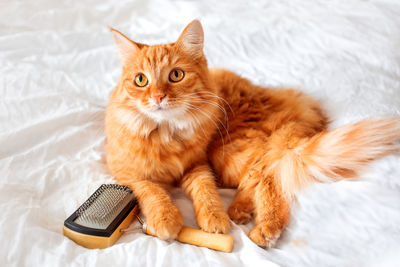 Ginger cat on bed with grooming comb. fluffy pet comfortably settled on white sheet. cozy home.