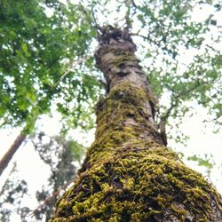 Low angle view of tree trunk