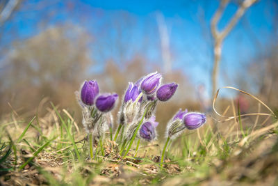 Close-up of purple crocus flowers on field